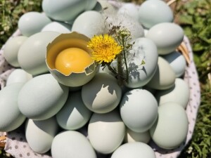 자연방사 숲속청란 30란