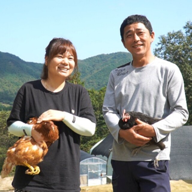 강원더몰,[3월 특가세일] 황태초란  초란 30란