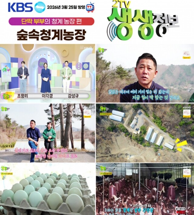 강원더몰,[3월 특가세일]KBS생생정보 청계농장 황태초란  초란 30란